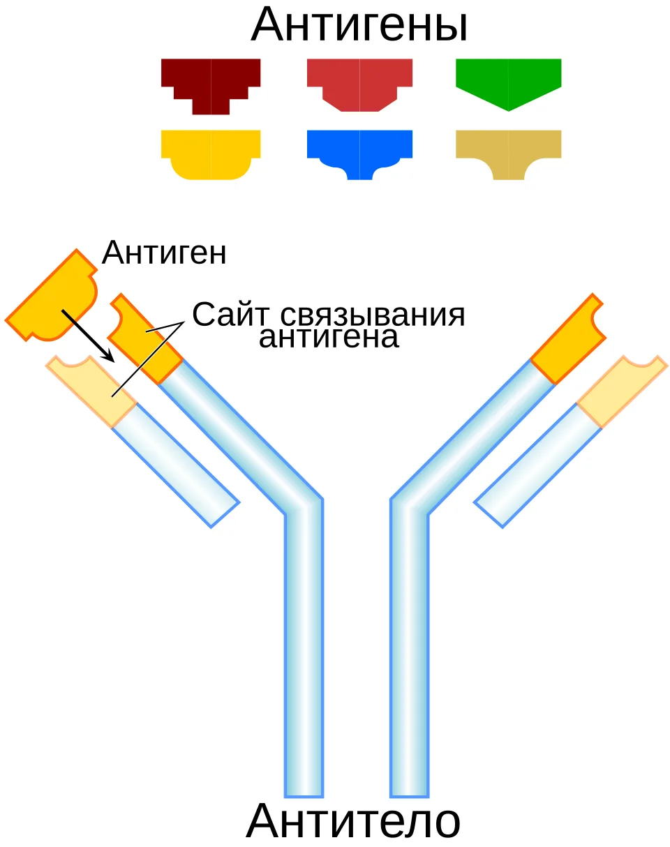 антитела