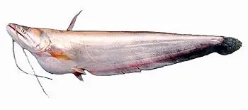 Пресноводные сомы-валлаго