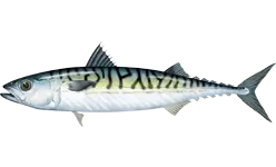 Скумбрия