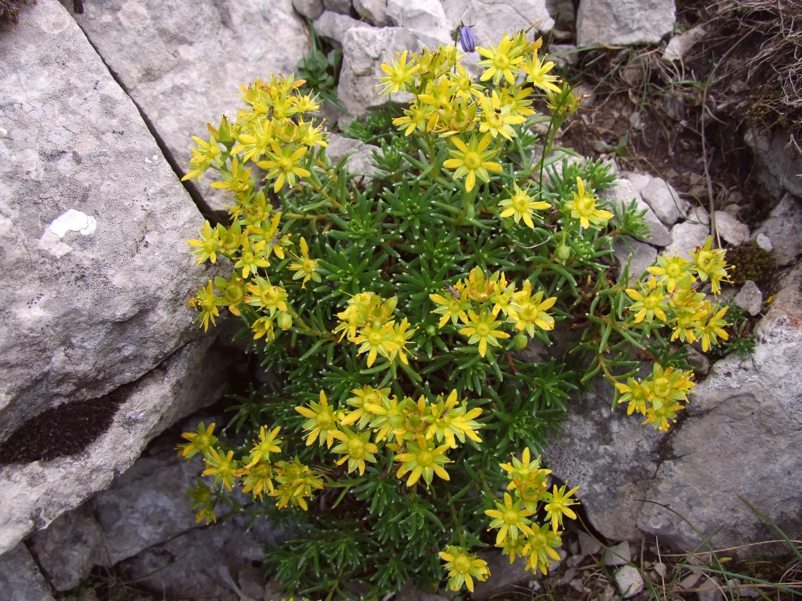 камнеломки