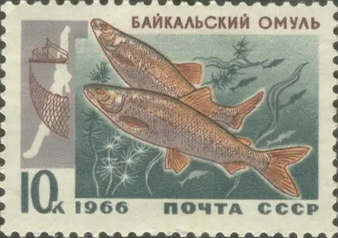 Омуль