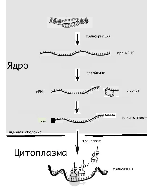 мРНК