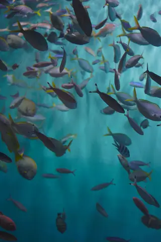Аквариумные рыбы