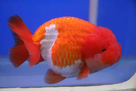 Львиноголовая ранчу