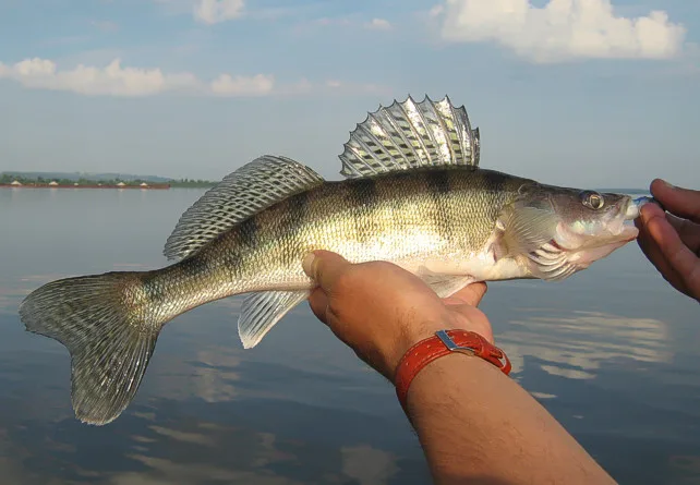 Берш