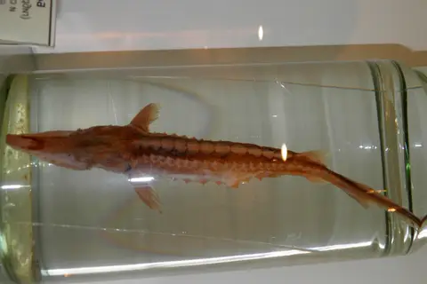 Бестер
