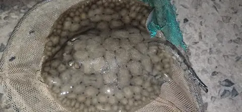 Короткохвостый речной хвостокол