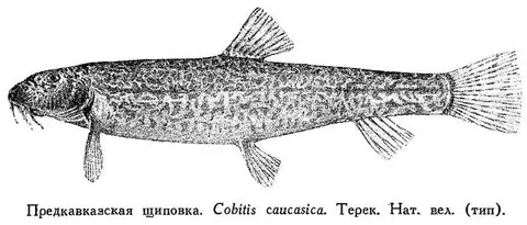Предкавказская щиповка